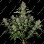 Serious Kush Feminized by Serious Seeds THC Content Potency Strength CBD Height Yield Flowering Time Indica Sativa Genetics