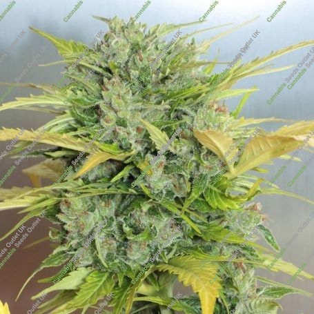 AK47 Auto Feminized Marijuana Strain by Serious Seeds For Sale Online at Cannabis Seeds Outlet