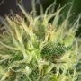 AK47 Auto Feminized by Serious Seeds THC Content Potency Strength CBD Height Yield Flowering Time Indica Sativa Genetics