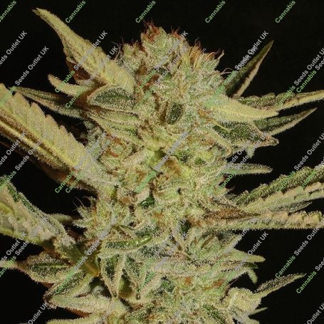 Bubblegum Feminized Marijuana Strain by Serious Seeds For Sale Online at Cannabis Seeds Outlet