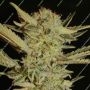 Bubblegum Feminized Marijuana Strain by Serious Seeds For Sale Online at Cannabis Seeds Outlet