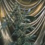 Bubblegum Feminized by Serious Seeds THC Content Potency Strength CBD Height Yield Flowering Time Indica Sativa Genetics
