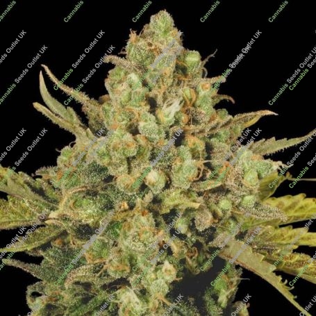Warlock CBD Feminized Marijuana Strain by Serious Seeds For Sale Online at Cannabis Seeds Outlet