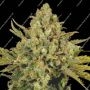Warlock CBD Feminized Marijuana Strain by Serious Seeds For Sale Online at Cannabis Seeds Outlet