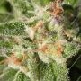 Warlock CBD Feminized by Serious Seeds THC Content Potency Strength CBD Height Yield Flowering Time Indica Sativa Genetics