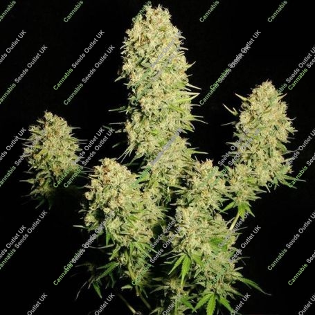 Chronic Feminized Marijuana Strain by Serious Seeds For Sale Online at Cannabis Seeds Outlet