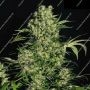 Chronic Feminized by Serious Seeds THC Content Potency Strength CBD Height Yield Flowering Time Indica Sativa Genetics