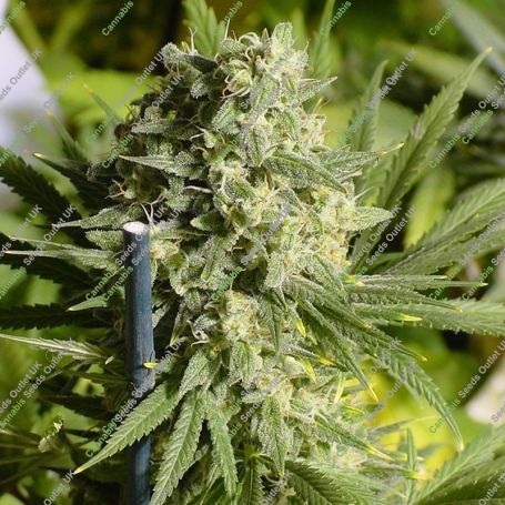 Double Dutch Feminized Marijuana Strain by Serious Seeds For Sale Online at Cannabis Seeds Outlet