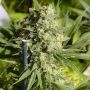 Double Dutch Feminized Marijuana Strain by Serious Seeds For Sale Online at Cannabis Seeds Outlet