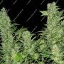 Double Dutch Feminized by Serious Seeds THC Content Potency Strength CBD Height Yield Flowering Time Indica Sativa Genetics