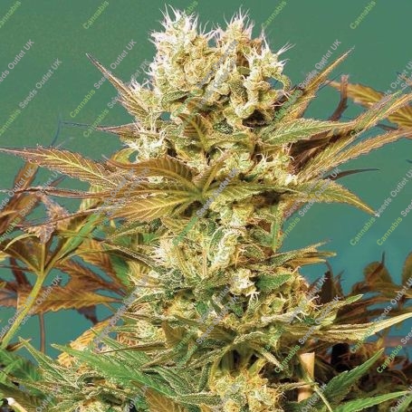 Motivation Regular Marijuana Strain by Serious Seeds For Sale Online at Cannabis Seeds Outlet