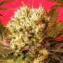 Motivation Regular by Serious Seeds THC Content Potency Strength CBD Height Yield Flowering Time Indica Sativa Genetics