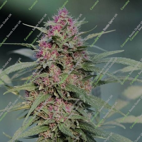 Serious 6 Regular Marijuana Strain by Serious Seeds For Sale Online at Cannabis Seeds Outlet