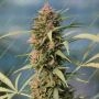 Serious 6 Regular by Serious Seeds THC Content Potency Strength CBD Height Yield Flowering Time Indica Sativa Genetics