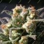 Serious Seeds Warlock Smoke Buds Weed Ganja Skunk Dope Pot Images Pics Nuggets