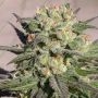 Warlock Feminized by Serious Seeds THC Content Potency Strength CBD Height Yield Flowering Time Indica Sativa Genetics