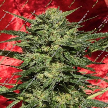 White Russian Auto Feminized Marijuana Strain by Serious Seeds For Sale Online at Cannabis Seeds Outlet