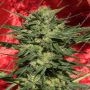 White Russian Auto Feminized Marijuana Strain by Serious Seeds For Sale Online at Cannabis Seeds Outlet