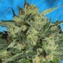 Serious Seeds White Russian Auto Smoke Buds Weed Ganja Skunk Dope Pot Images Pics Nuggets