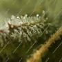 White Russian Auto Feminized by Serious Seeds THC Content Potency Strength CBD Height Yield Flowering Time Indica Sativa Genetic