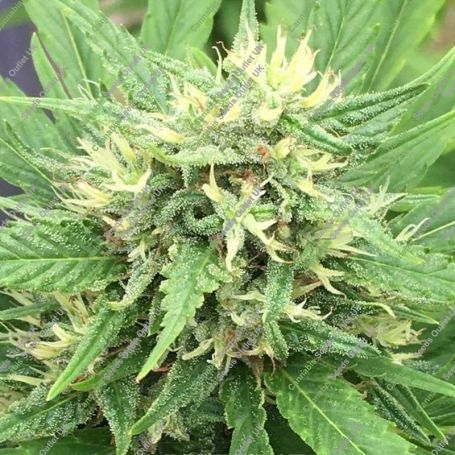 Serious 7 Feminized Marijuana Strain by Serious Seeds For Sale Online at Cannabis Seeds Outlet