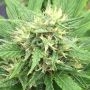 Serious 7 Feminized Marijuana Strain by Serious Seeds For Sale Online at Cannabis Seeds Outlet