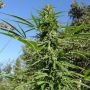Serious Seeds Serious 7 Smoke Buds Weed Ganja Skunk Dope Pot Images Pics Nuggets