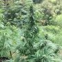 Serious 7 Feminized by Serious Seeds THC Content Potency Strength CBD Height Yield Flowering Time Indica Sativa Genetics