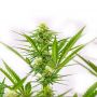 Maximed Outlet CBD Auto Fem Cannabis Seeds