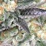 Blue Dream Auto Feminized by Double Seeds THC Content Potency Strength CBD Height Yield Flowering Time Indica Sativa Genetics