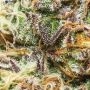 Girl Scout Cookies Auto Feminized by Double Seeds THC Content Potency Strength CBD Height Yield Flowering Time Indica Sativa Gen