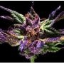 Granddaddy Purple Feminized by Double Seeds THC Content Potency Strength CBD Height Yield Flowering Time Indica Sativa Genetics