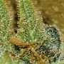Quick Bud Feminized by Double Seeds THC Content Potency Strength CBD Height Yield Flowering Time Indica Sativa Genetics
