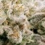 Runtz Feminized by Double Seeds THC Content Potency Strength CBD Height Yield Flowering Time Indica Sativa Genetics