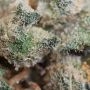 Double Seeds Wedding Cake Smoke Buds Weed Ganja Skunk Dope Pot Images Pics Nuggets