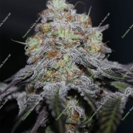 Off Shore Feminized Marijuana Strain by Grounded Genetics For Sale Online at Cannabis Seeds Outlet