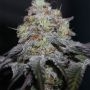 Off Shore Feminized Marijuana Strain by Grounded Genetics For Sale Online at Cannabis Seeds Outlet