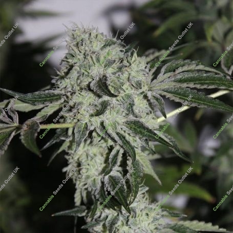 Tropical Sour Feminized Marijuana Strain by Grounded Genetics For Sale Online at Cannabis Seeds Outlet