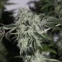 Tropical Sour Feminized Marijuana Strain by Grounded Genetics For Sale Online at Cannabis Seeds Outlet