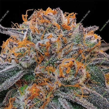 Tropical Limez Feminized Marijuana Strain by Grounded Genetics For Sale Online at Cannabis Seeds Outlet