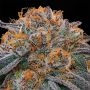 Tropical Limez Feminized Marijuana Strain by Grounded Genetics For Sale Online at Cannabis Seeds Outlet
