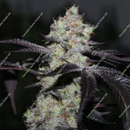 Zwisher Feminized Marijuana Strain by Grounded Genetics For Sale Online at Cannabis Seeds Outlet