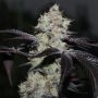 Zwisher Feminized Marijuana Strain by Grounded Genetics For Sale Online at Cannabis Seeds Outlet