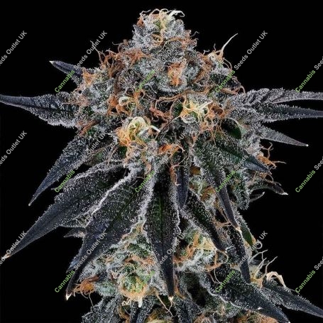 Blue Fumez Feminized Marijuana Strain by Grounded Genetics For Sale Online at Cannabis Seeds Outlet