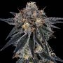 Blue Fumez Feminized Marijuana Strain by Grounded Genetics For Sale Online at Cannabis Seeds Outlet
