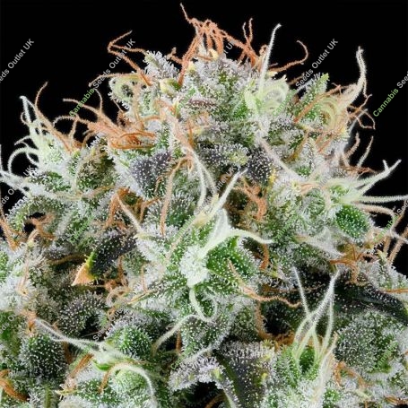 Apple Drops Feminized Marijuana Strain by Grounded Genetics For Sale Online at Cannabis Seeds Outlet