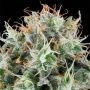 Apple Drops Feminized Marijuana Strain by Grounded Genetics For Sale Online at Cannabis Seeds Outlet