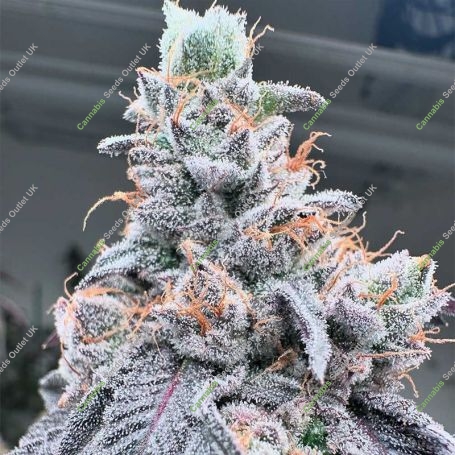 Swoosh Feminized Marijuana Strain by Grounded Genetics For Sale Online at Cannabis Seeds Outlet