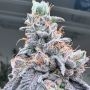 Swoosh Feminized Marijuana Strain by Grounded Genetics For Sale Online at Cannabis Seeds Outlet