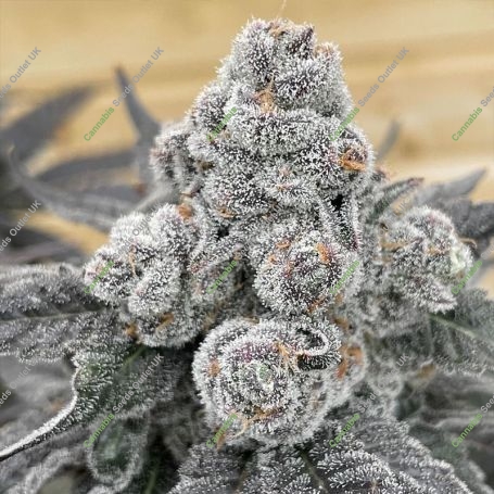 Strawberry Gummies Feminized Marijuana Strain by Grounded Genetics For Sale Online at Cannabis Seeds Outlet